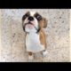 The CUTEST PUPPIES and other ANIMALS - SO CUTE & FUNNY!