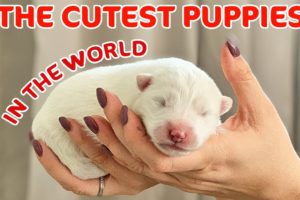 The Cutest Puppies in the World | Newborn Samoyeds