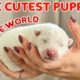The Cutest Puppies in the World | Newborn Samoyeds