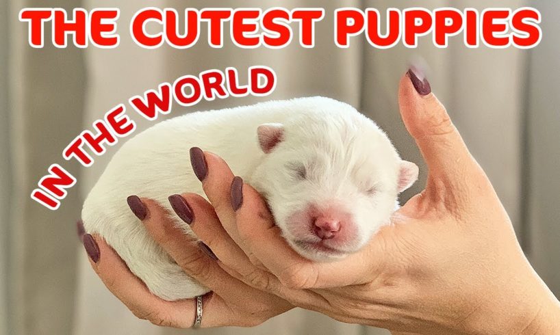 The Cutest Puppies in the World | Newborn Samoyeds