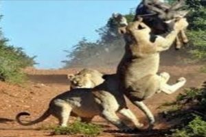 The Greatest Fight in the Animal World.