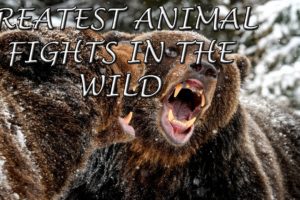 The Greatest Fights of Animal in the Wild