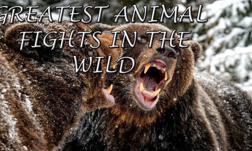 The Greatest Fights of Animal in the Wild