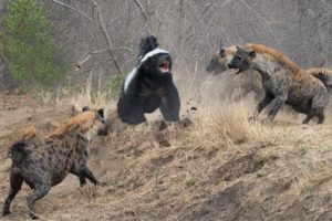 The HONEY BADGER, The Most Fearless Animal in the World | Honey Badger vs Lion, Hyena & Cobra Snake