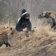 The HONEY BADGER, The Most Fearless Animal in the World | Honey Badger vs Lion, Hyena & Cobra Snake
