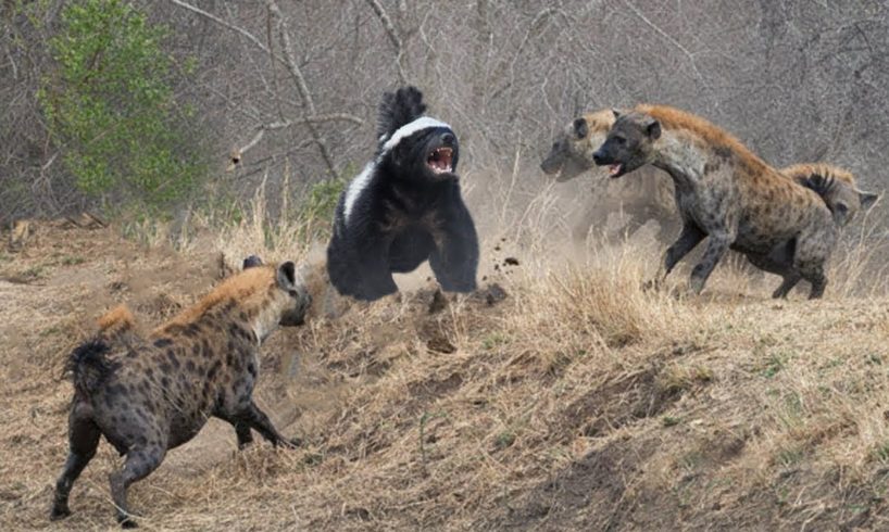 The HONEY BADGER, The Most Fearless Animal in the World | Honey Badger vs Lion, Hyena & Cobra Snake