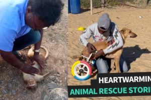 The Most Amazing Animal Rescues