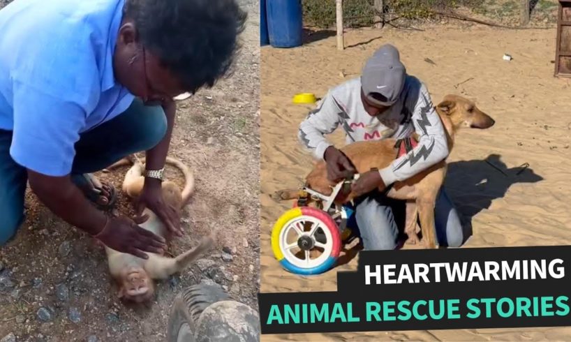 The Most Amazing Animal Rescues