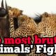 #The Most Brutal Animals' Fights