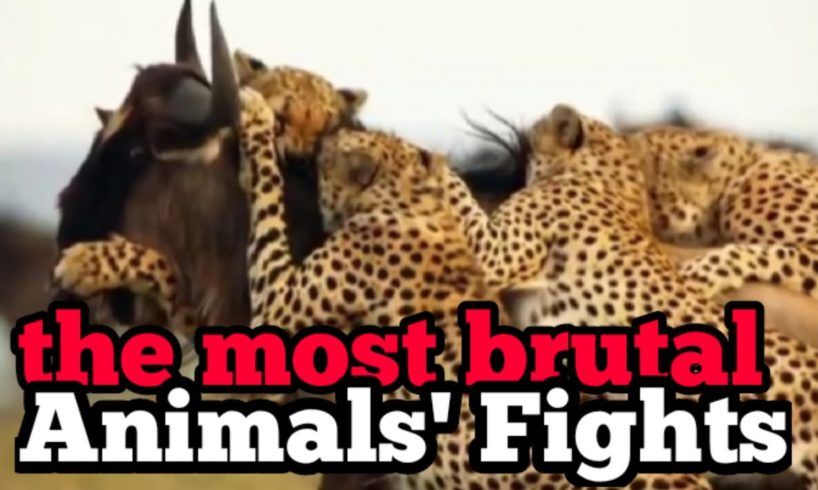 #The Most Brutal Animals' Fights