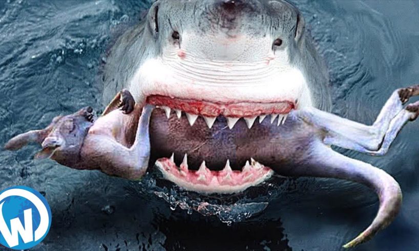 The Most Shocking Animal Fights