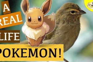 The Real Biology of Eevee Evolution | Pokemon Real Animal Comparison | Animals in Pop Culture