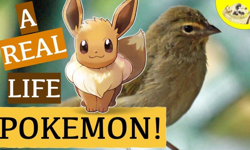 The Real Biology of Eevee Evolution | Pokemon Real Animal Comparison | Animals in Pop Culture