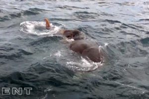 The most amazing animal water rescues to restore your faith in humanity!