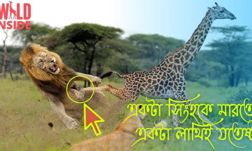 These 5 Innocent Animals Can Kill a Lion Easily | Wild Inside Bangla | Lion Fights