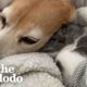 This Beagle Is Proof You Can Always Love Again | The Dodo Odd Couples