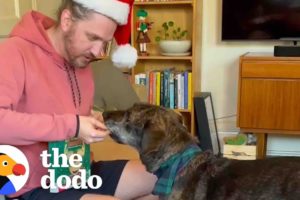 This Dog's Story Is Pure Christmas Magic | The Dodo Foster Diaries