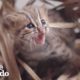 This Perfect Creature Is The World's Smallest Wild Kitten | The Dodo Little But Fierce