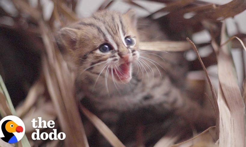 This Perfect Creature Is The World's Smallest Wild Kitten | The Dodo Little But Fierce