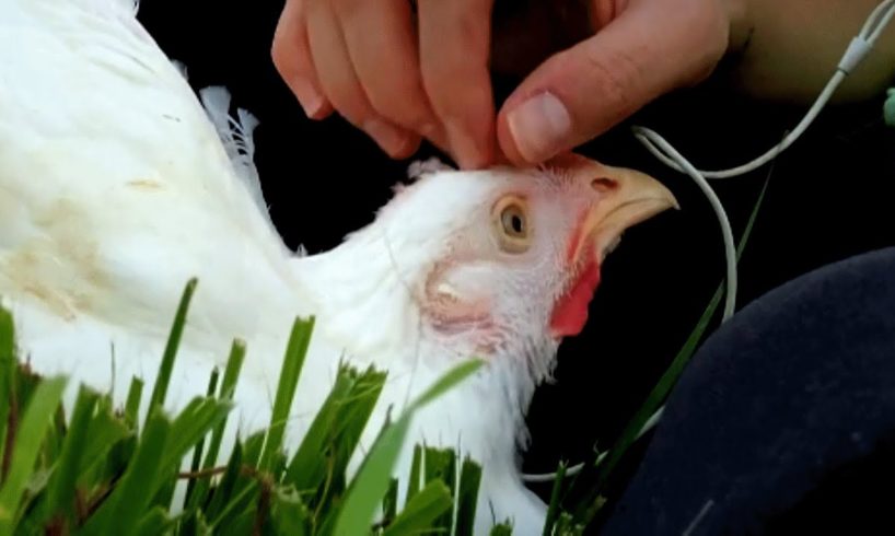 This chicken was disabled during a religious ritual. Then someone gave her another chance at life.