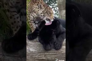 Tiger 🐅 Funny Compilation wild animals videos|•funny wild animals||wild animal fights 2021 #shorts