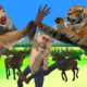 Tiger vs Lion Funny Monkey Killed By Lion Wild Animal Fights 3d Cartoon Animal Revenge Stories