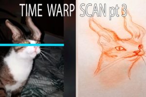 Time Warp Scan Animals Cats compilation 2021 — part 3