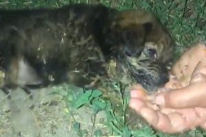 Tiny Puppy Despair in The Dark Night After Being Completely Abandoned & The Touching Story Behind