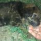 Tiny Puppy Despair in The Dark Night After Being Completely Abandoned & The Touching Story Behind