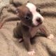 Tiny Puppy Was Born With A Cleft Palate Turned To Big Guy