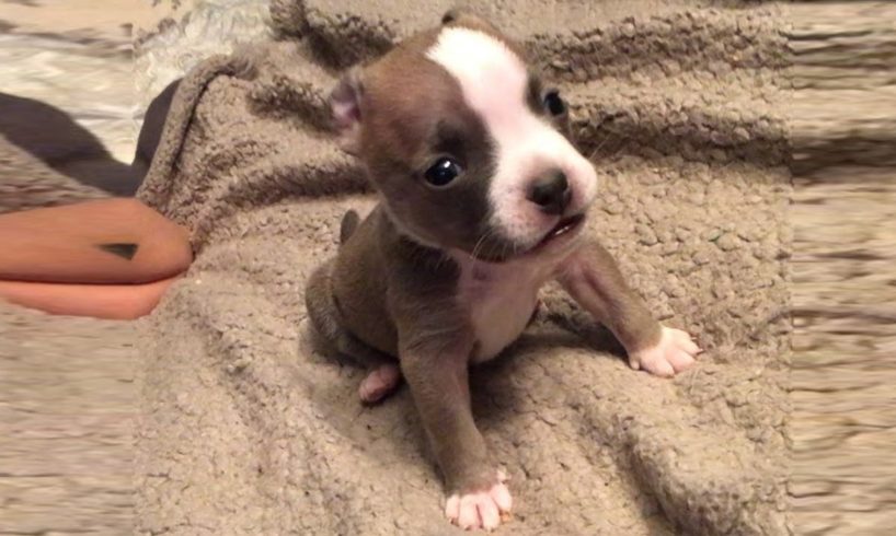 Tiny Puppy Was Born With A Cleft Palate Turned To Big Guy