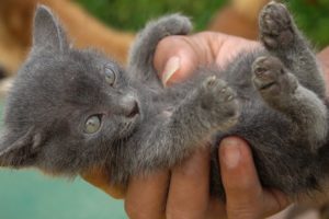 Tiny kitten meowing Rescue at the Garden fields