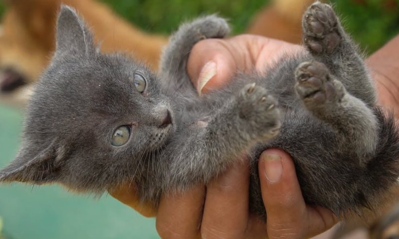 Tiny kitten meowing Rescue at the Garden fields