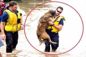 Top 10 Best Impressive  Dog Rescues