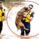 Top 10 Best Impressive  Dog Rescues