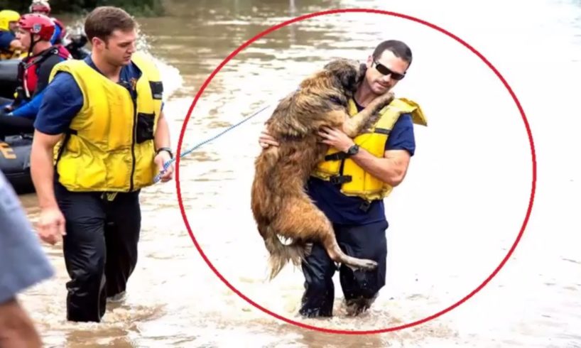 Top 10 Best Impressive  Dog Rescues