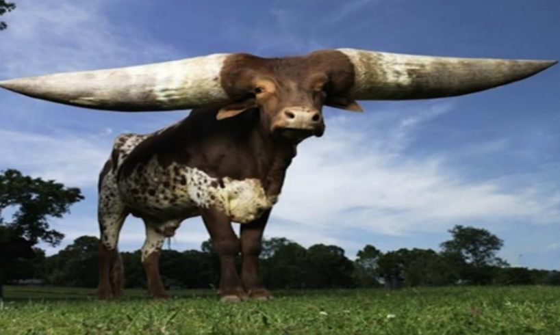 Top 10  Biggest And Largest Animals In The World - Most Biggest Animals 2017