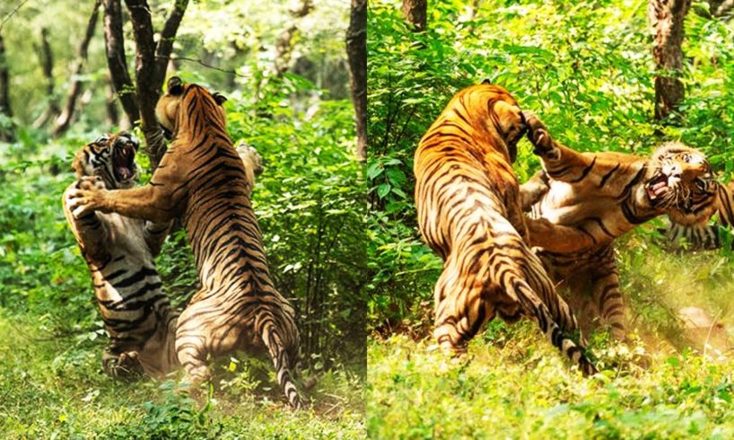 Top 10 Greatest Animal Fights Caught On Camera!