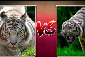 Top 10 animal fight cought on camera / greatest animal fights