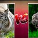 Top 10 animal fight cought on camera / greatest animal fights