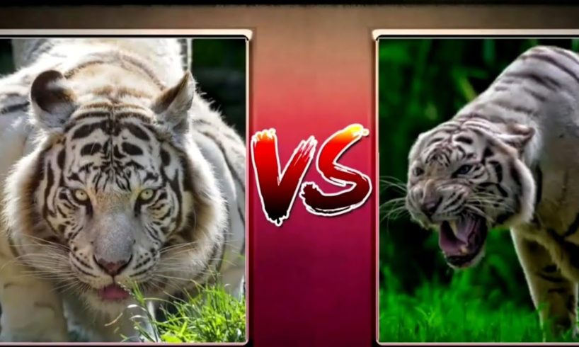 Top 10 animal fight cought on camera / greatest animal fights
