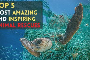 Top 5 Most Amazing And Inspiring Animal Rescues