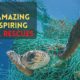 Top 5 Most Amazing And Inspiring Animal Rescues