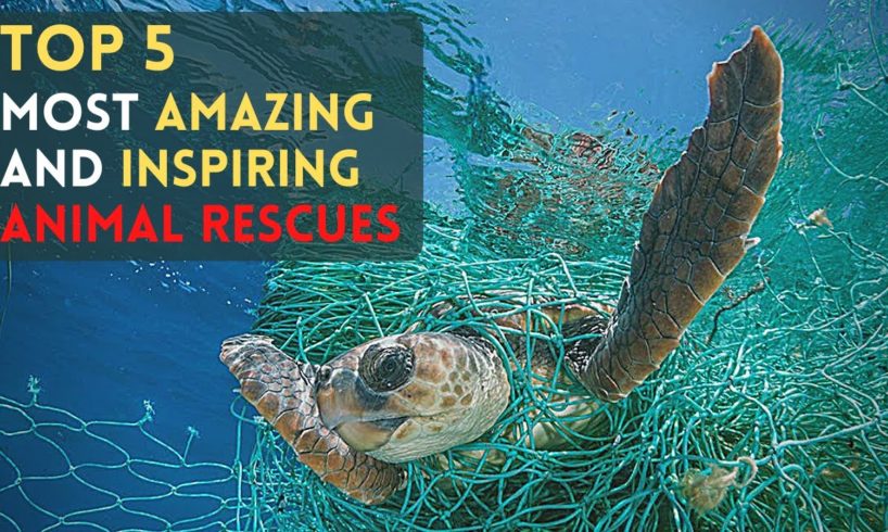 Top 5 Most Amazing And Inspiring Animal Rescues