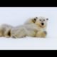 Top 5 Silliest Animal Moments! | BBC Earth