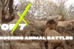 Top 7 incredible animal fights caught on camera