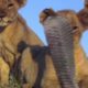 Top Animal Fights Caught On Camera #30 Old Leopard vs Sking cobra