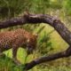 Top Animal Fights Caught On Camera #31 Leopard Hunting