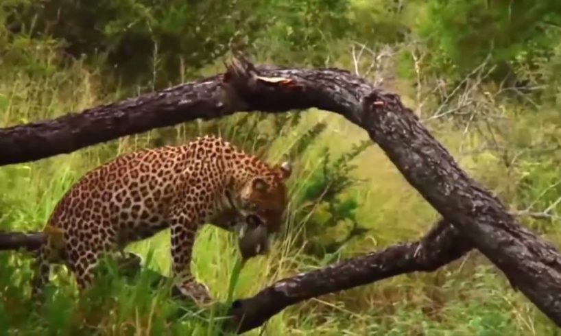 Top Animal Fights Caught On Camera #31 Leopard Hunting