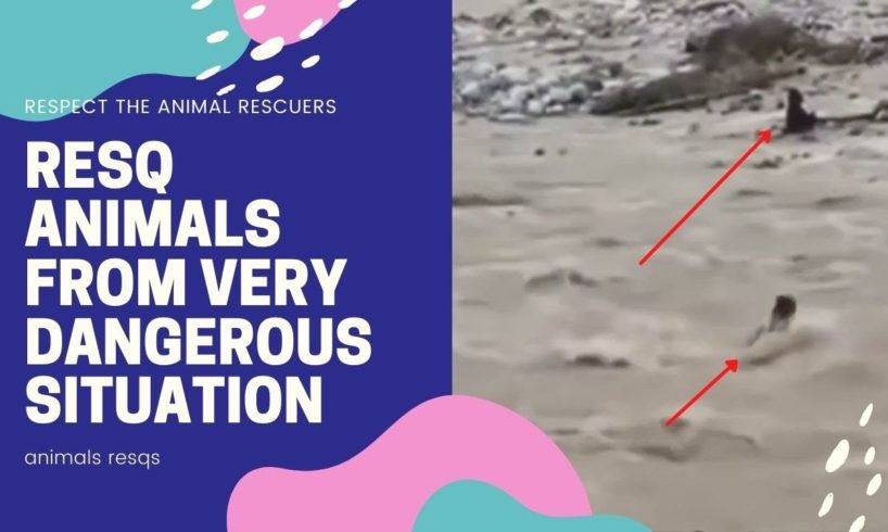 Top Real Life Heroes Animal Rescues | Emotional | Inspiring | Funny | Melt Your Heart Compilation
